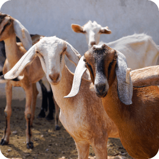 [object Object] image